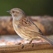 Dunnock
